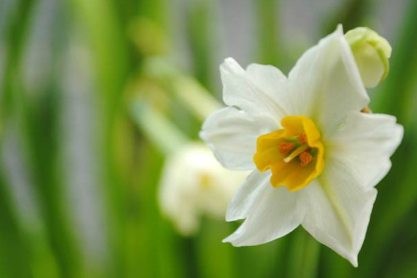 水仙花开花后怎么养