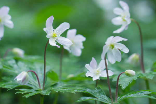 鹅掌藤会开花吗