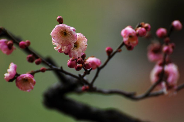 梅花盆景如何换盆