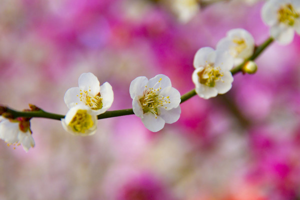 花中之魁是什么花