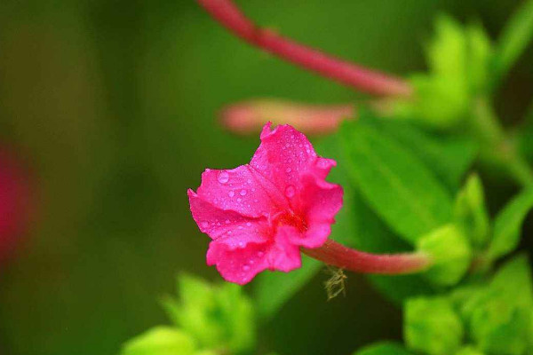 室内不适合养什么花草植物