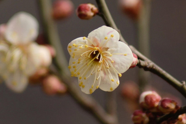 梅花掉叶子是什么原因