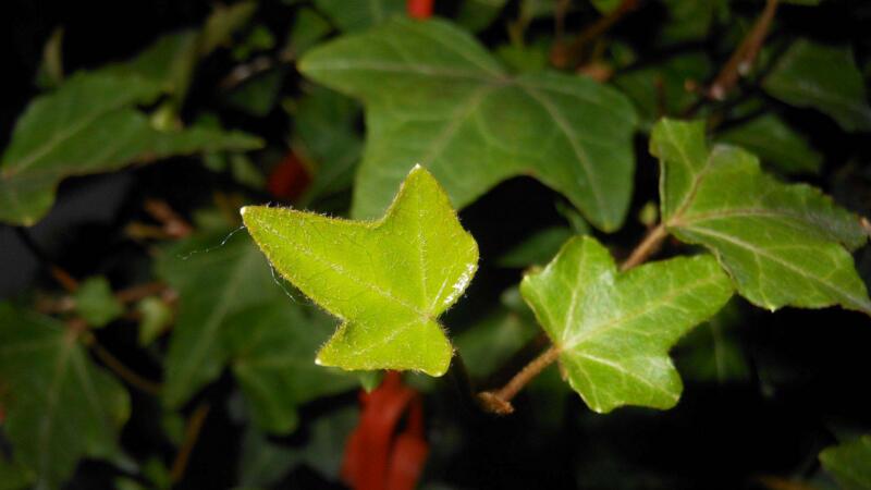 常春藤什么时候开花