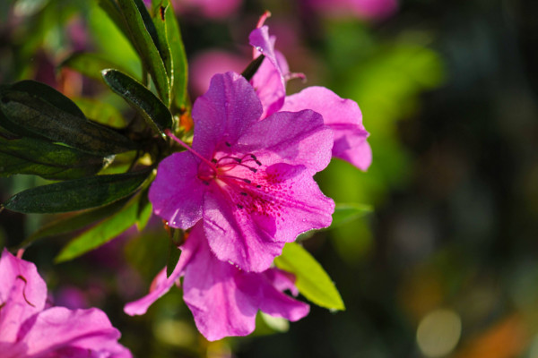 杜鹃花花期养护