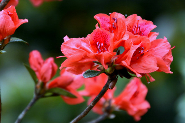 杜鹃花花期养护