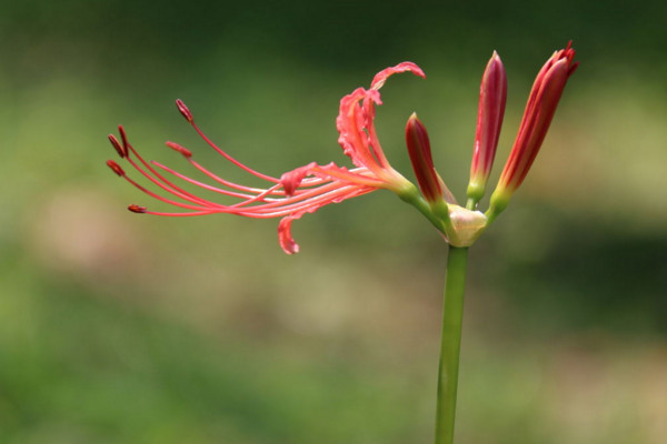 曼珠沙华花语