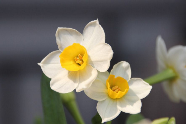 水仙花烂根怎么办