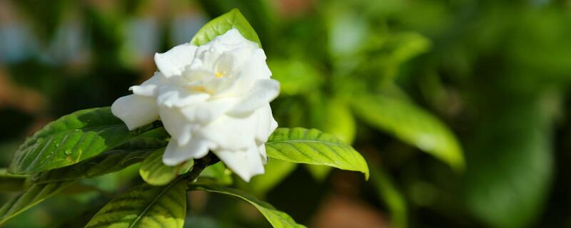 栀子花可以放在客厅吗