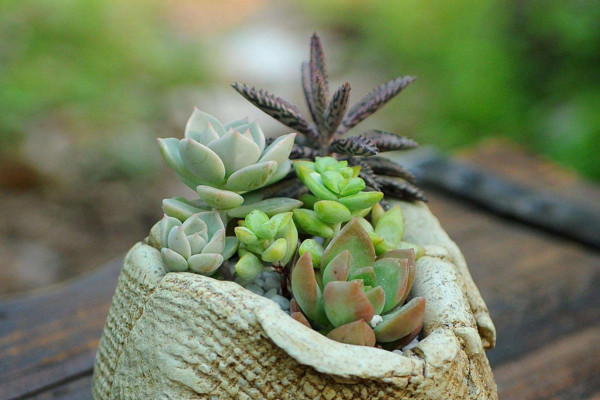 多肉植物怎么换盆