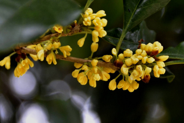 桂花怎么换盆