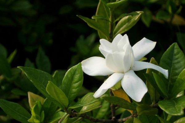 小叶栀子花叶子发黄怎么办