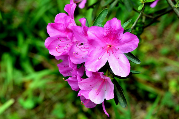 杜鹃花怎么浇水