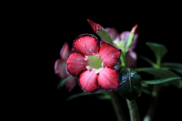 8月开什么花