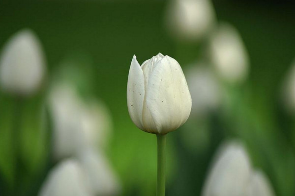 白色郁金香花语