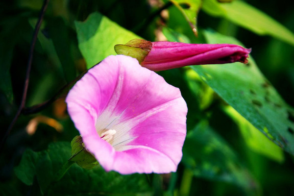 牵牛花传播种子的方法