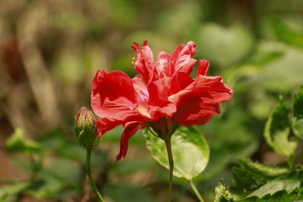 扶桑花怎么养