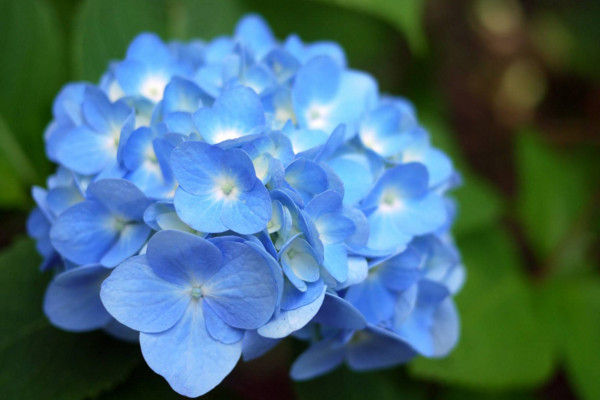 绣球花怎样水培生根