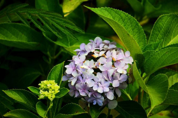 绣球花怎样水培生根