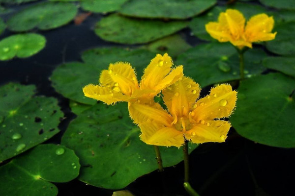 水生植物怎么养