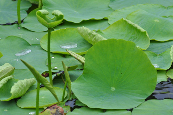 水生植物怎么养