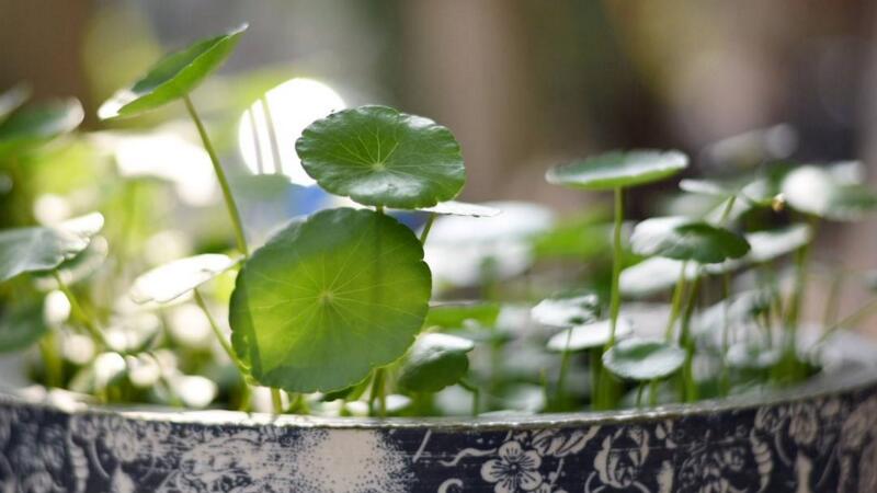 铜钱草水培好还是土培好