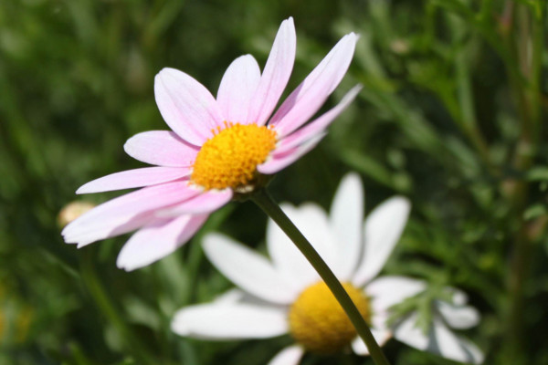 雏菊花怎么养