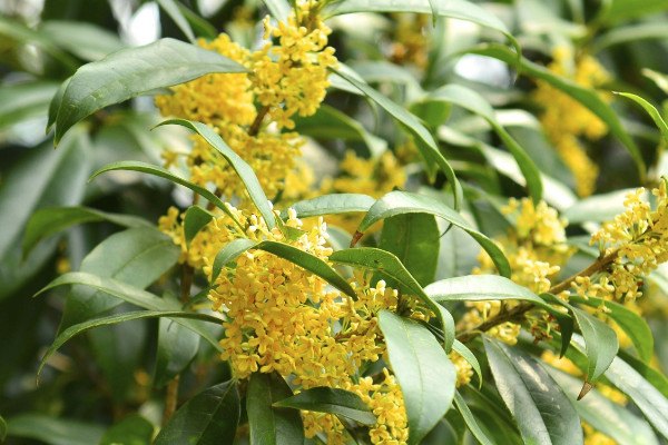 金桂花树种植技术