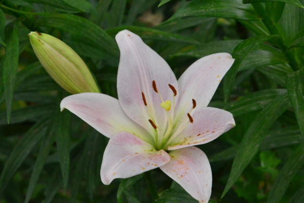 怎样才能养好百合花