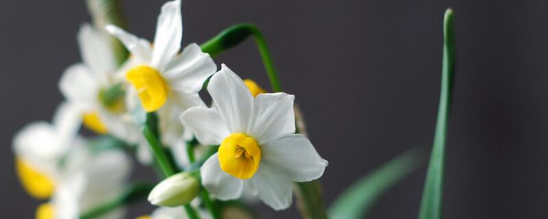 水仙花叶子发黄怎么办