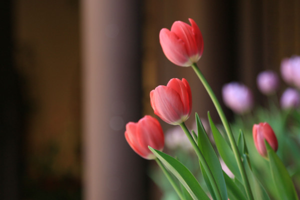 郁金香开花时间