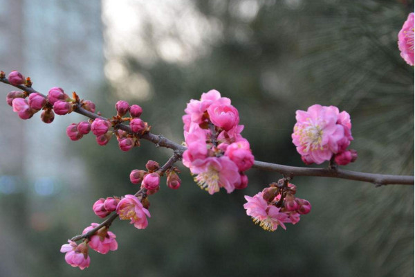 樱花怎么施肥