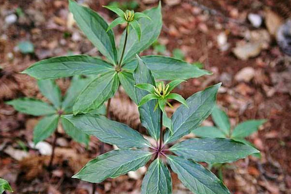 重楼种植技术