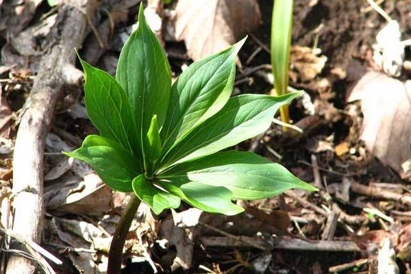 重楼种植技术