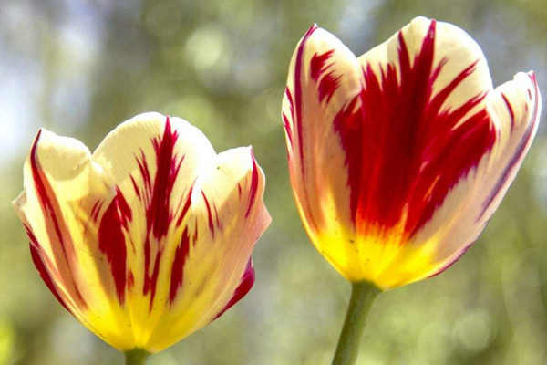 郁金香花期在什么时候