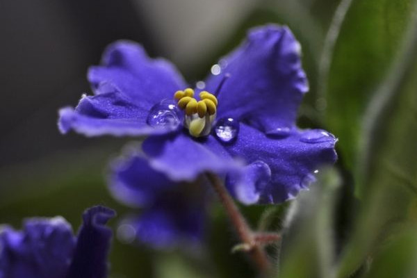 一年四季都盛开的花是什么花