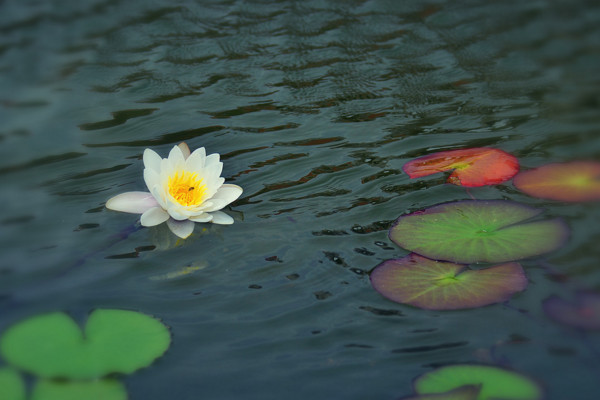 水生花卉有哪些