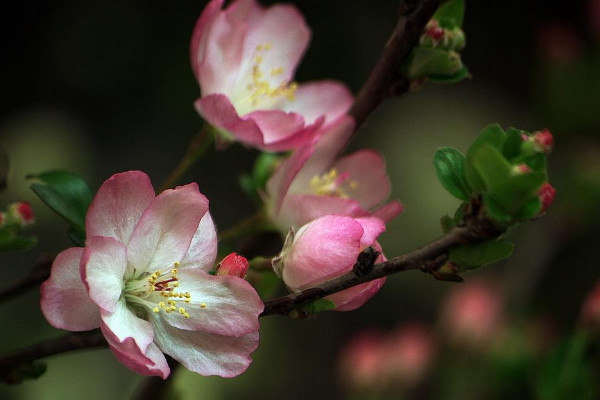 禾雀花怎么养殖