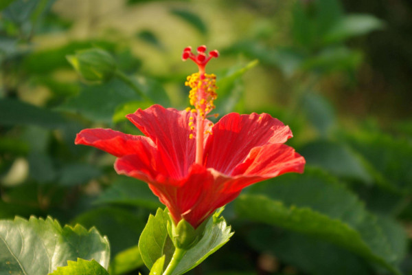 扶桑花怎么浇水