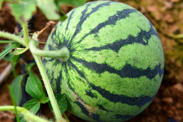 露地西瓜种植技术