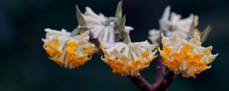 结香花什么时候扦插