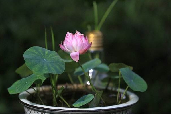 碗莲的种植方法水培