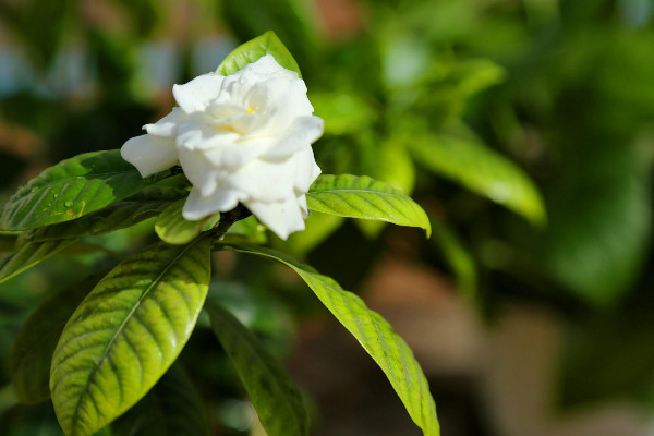 栀子花有花苞却不开花是什么原因