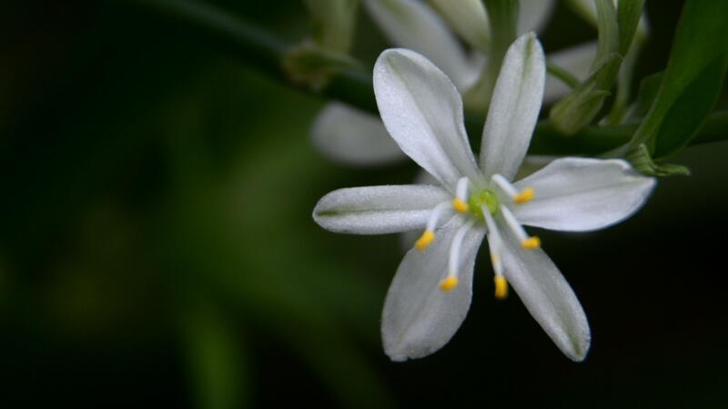 吊兰开花吗