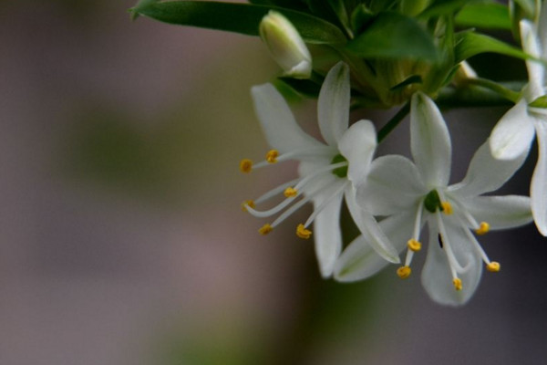 吊兰开花吗