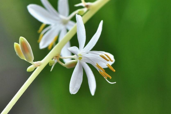 吊兰开花吗