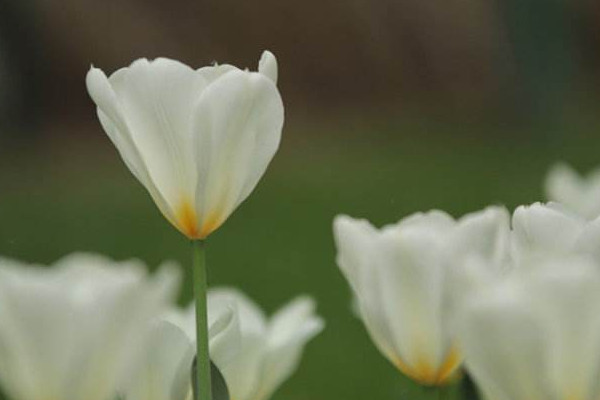 白色郁金香花语