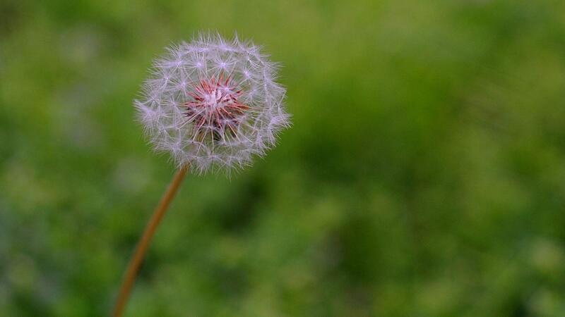 蒲公英的花语