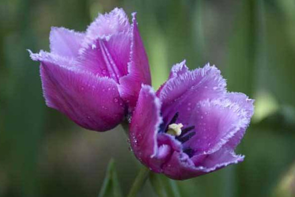 紫色郁金香花语