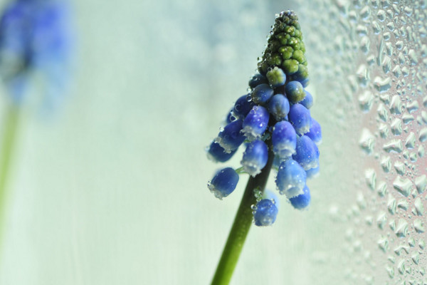 风信子的花语