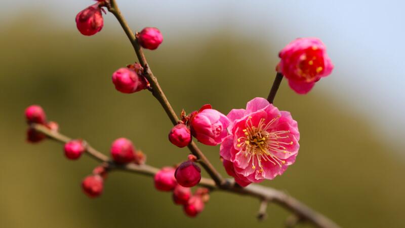 花中四君子是什么